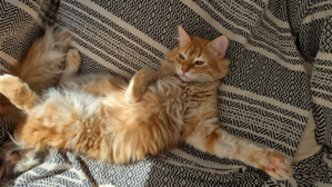 Simba.jpeg
