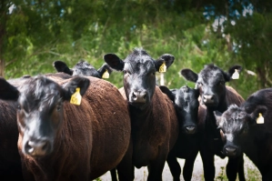 Bovine Argentina 2011 F.BLAZQUEZ_004.jpg