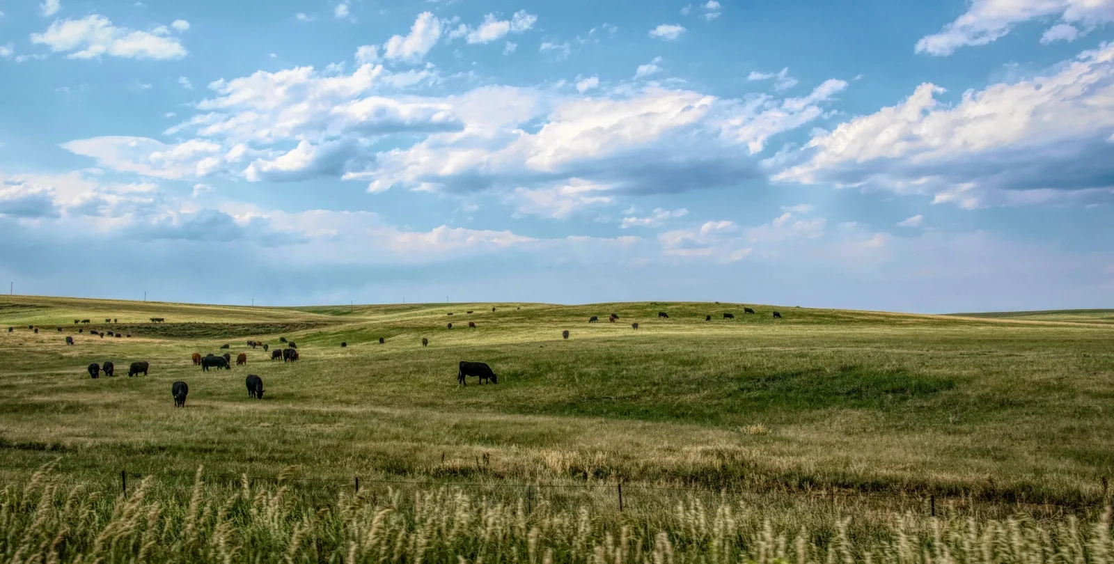 a landscape with cows