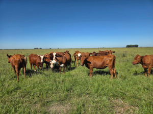 Cows argentina