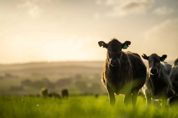 Vacas em um campo