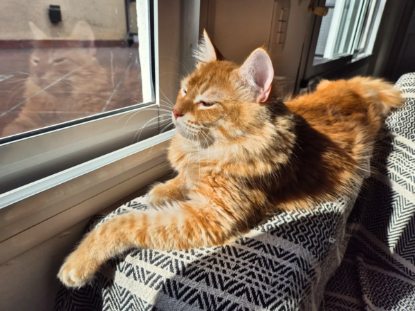 Simba 1.jpg.jpeg