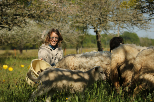 Éleveuse nourrissant ses moutons au pâturage